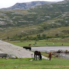 Rencontre avec les chevaux en liberté qui habitent ici