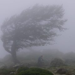 L'arbre tordu du col de St Pierre